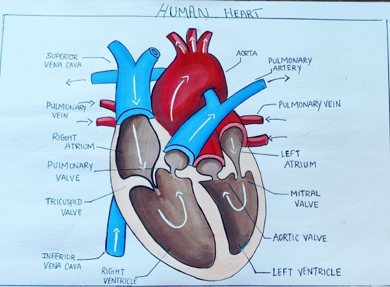 DIAGRAM OF HUMAN HEART 532